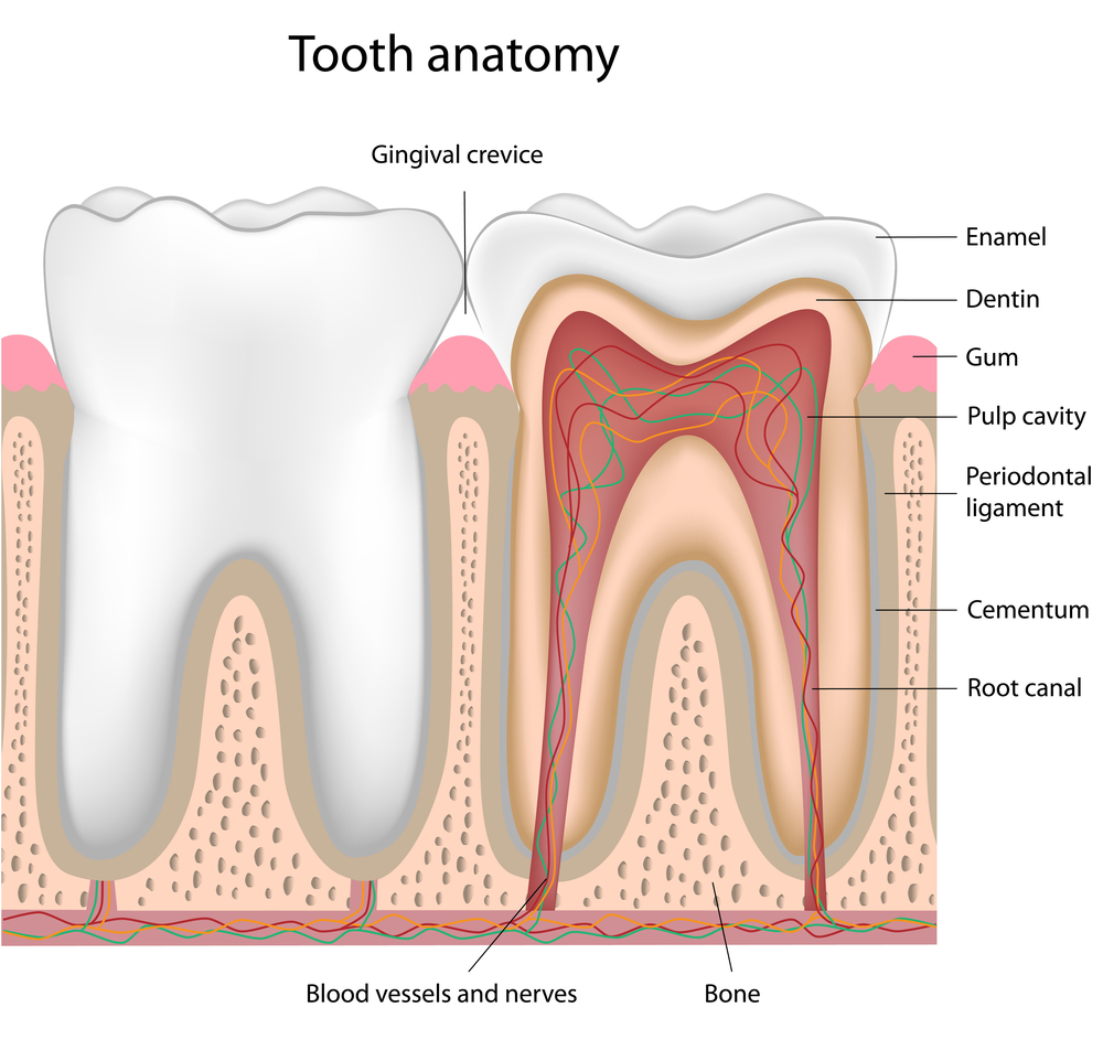 About Your Tooth Columbia SC, Tooth Structure